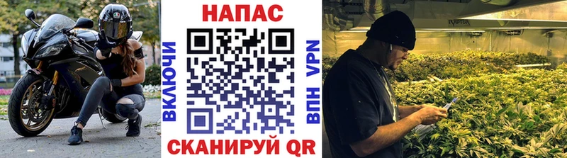 Купить закладки  Заволжье  Каннабис сатива 